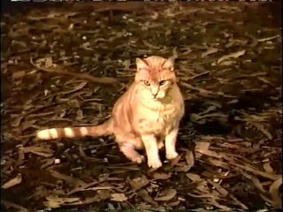 Il demande secours à son chat