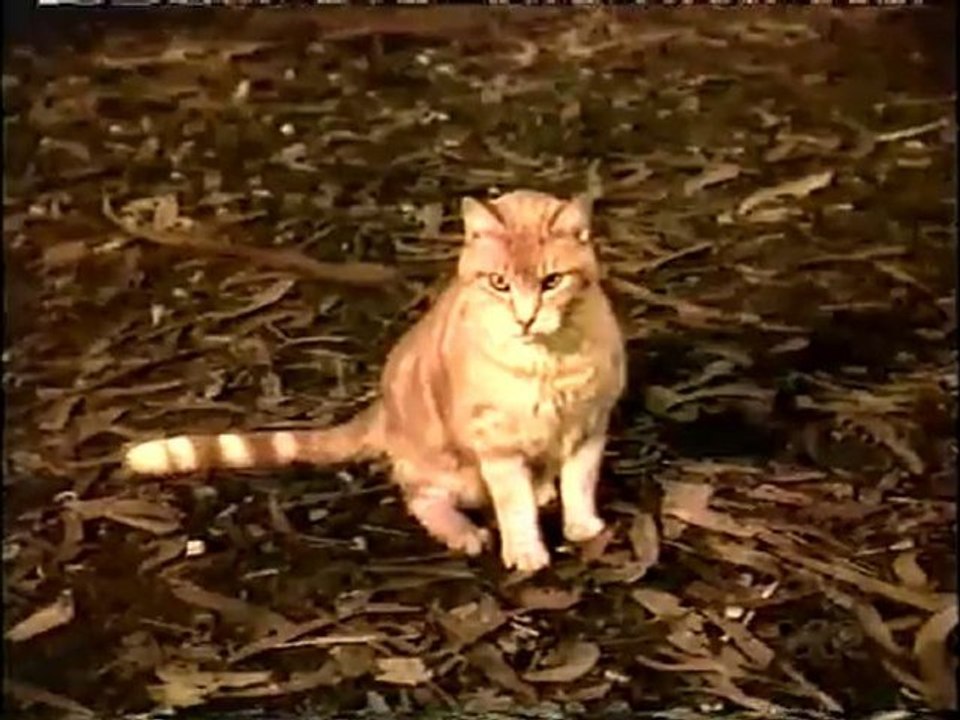 Il demande secours à son chat