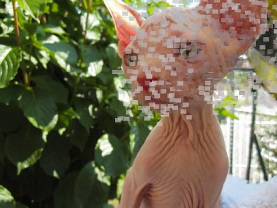 Portées 2010 Bahia et Lullaby