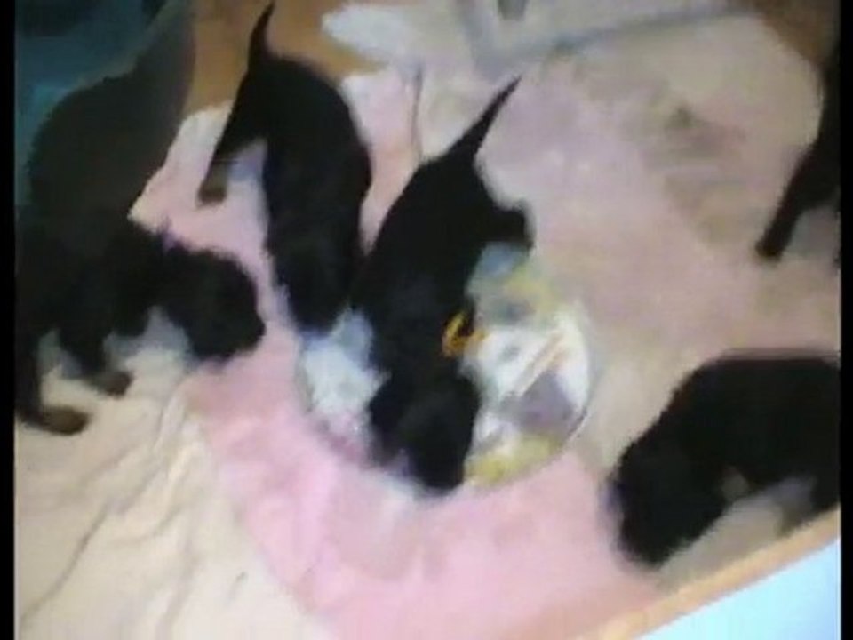 Bluebell et ses bébés 3ème semaine