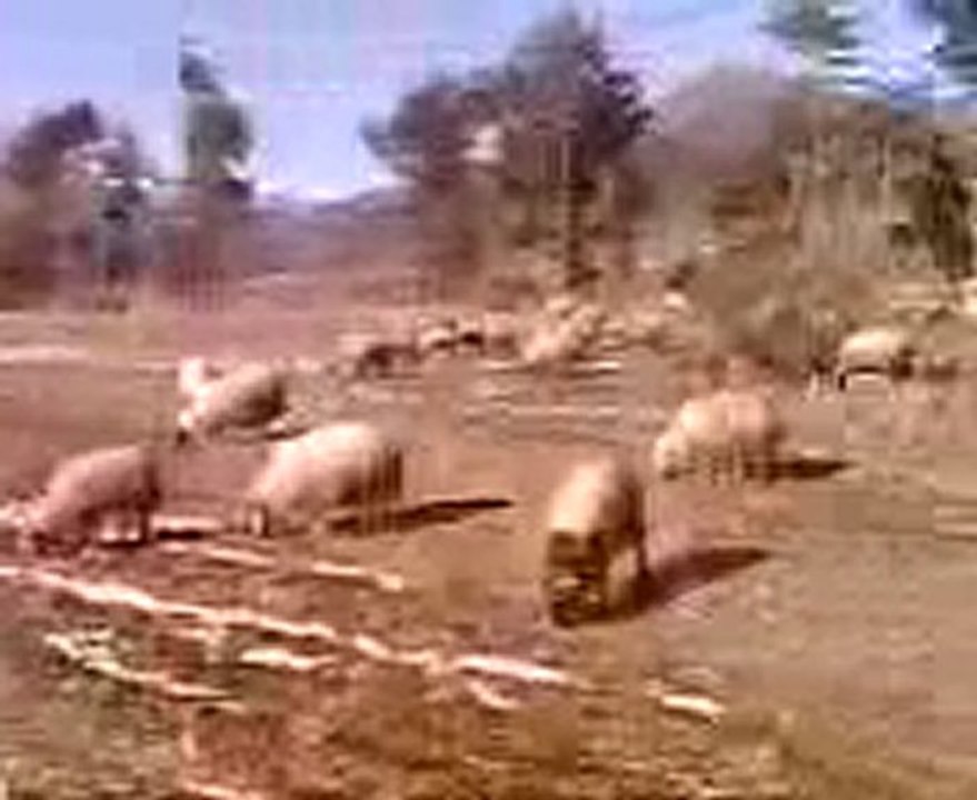 DAĞLARA DÜŞÜNCE AYAZ