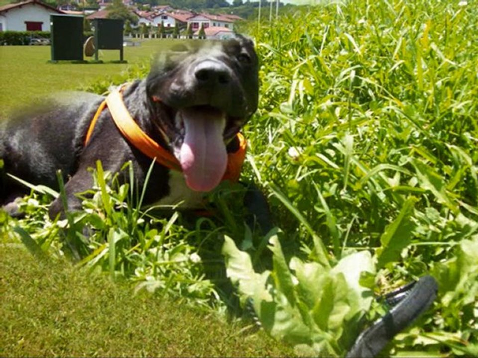 amstaff molosses