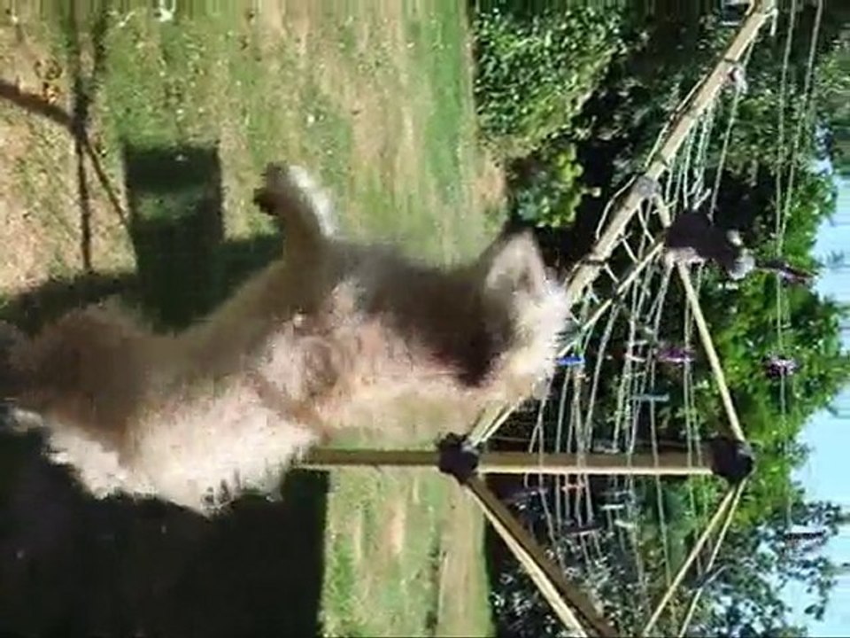 Dingle et son lapin qui sèche!