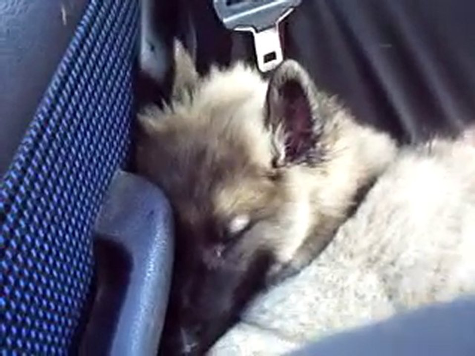 Fenrir au retour de la plage