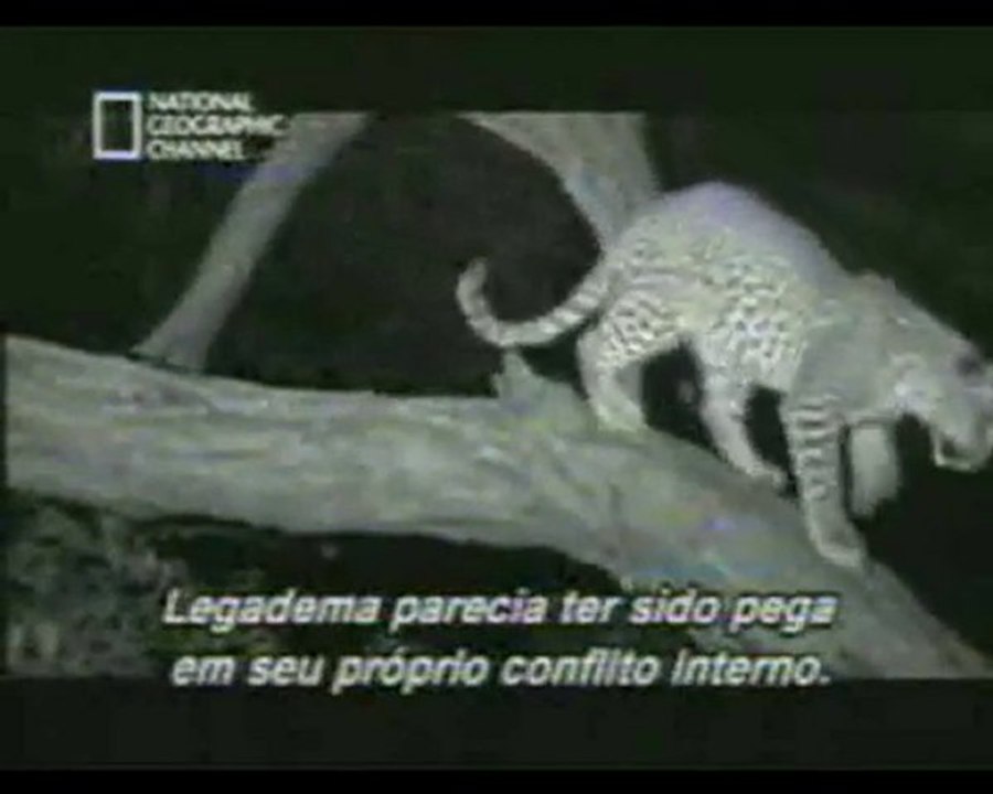 bir leopar avladığı dişi maymun ve doğan yavrusu ve insanlık