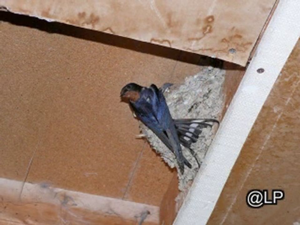 Hirondelles Fontaine lès Dijon Juin 2010