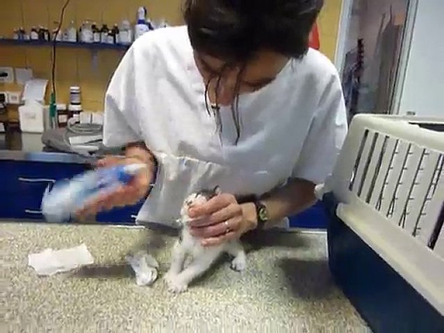 Chaton Yeux Colles Video Dailymotion