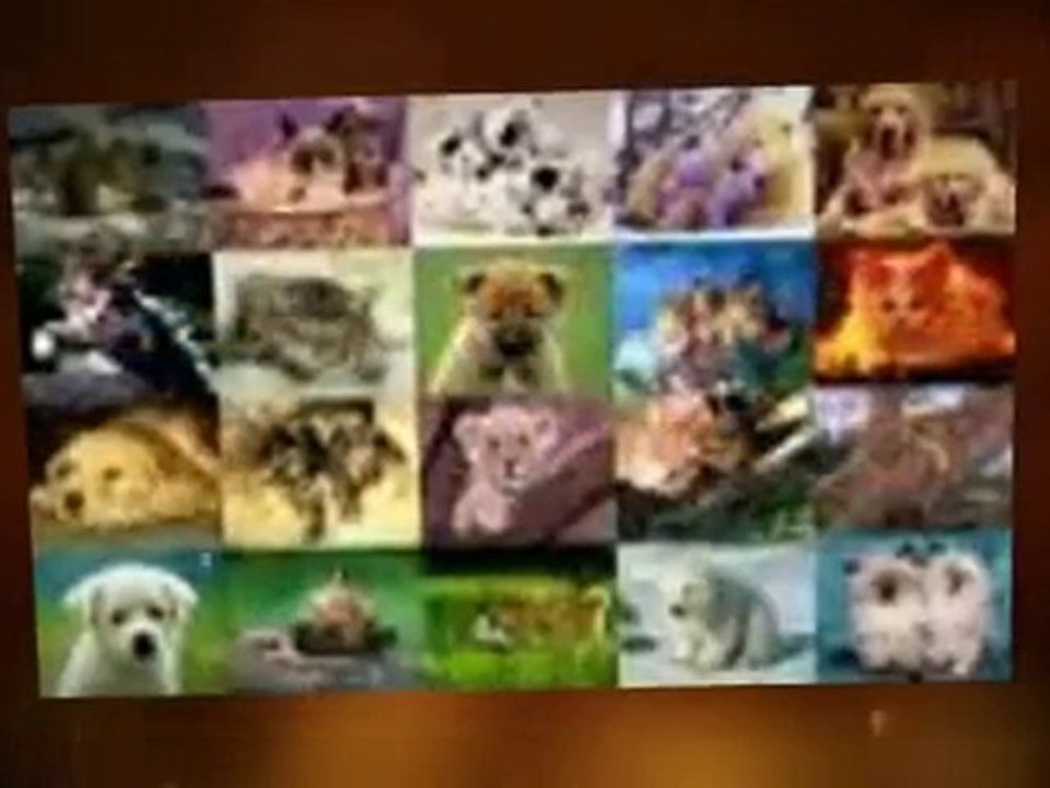 Animal Screen Savers