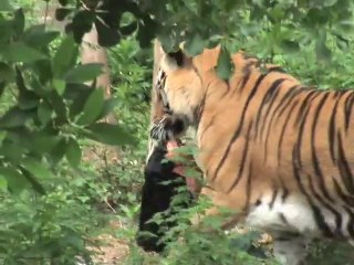 Tiger vs Cow (heads)