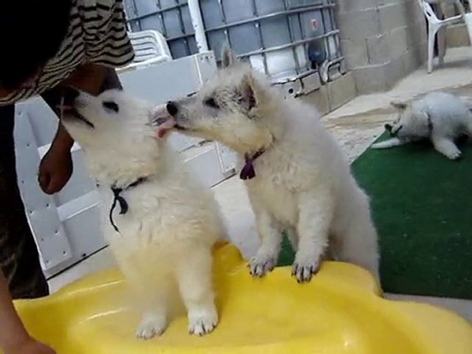 domaine des fantômes blancs