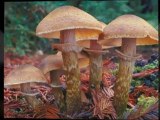 Morel Mushrooms Growing