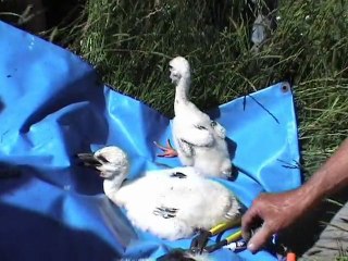 Cigognes - Classe découverte 2010