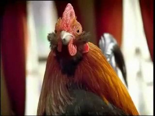 Burger King Reklam - Tavuklar 2