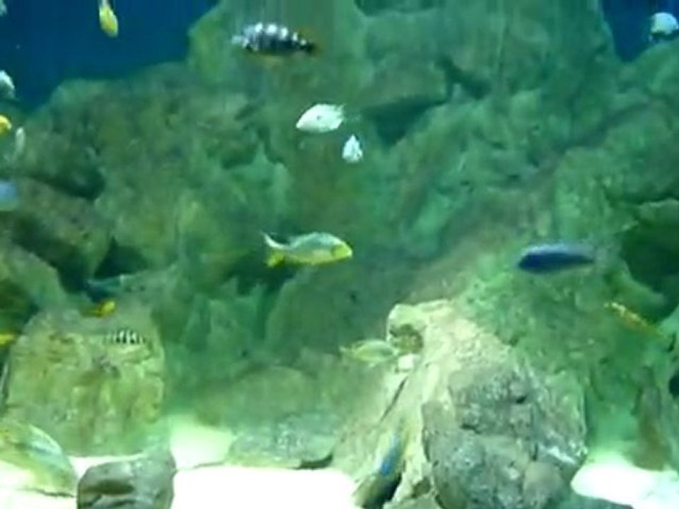 Best Malawi Aquarium - Part1