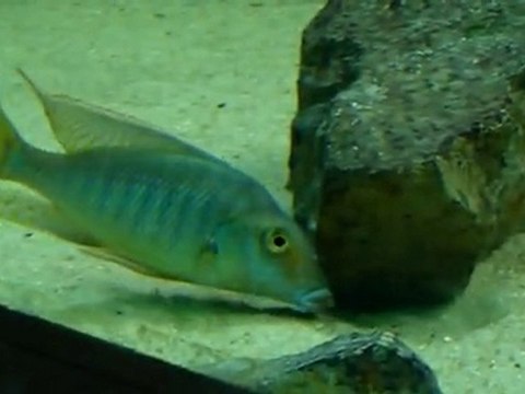 Best Malawi Aquarium - Part3