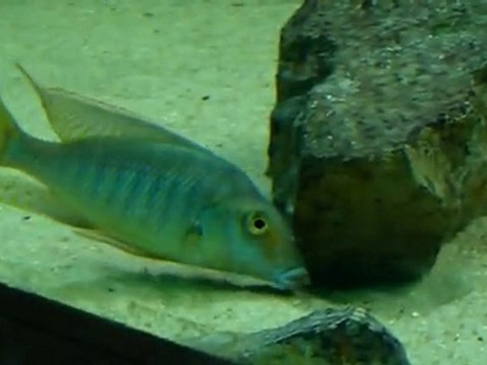 Best Malawi Aquarium - Part3