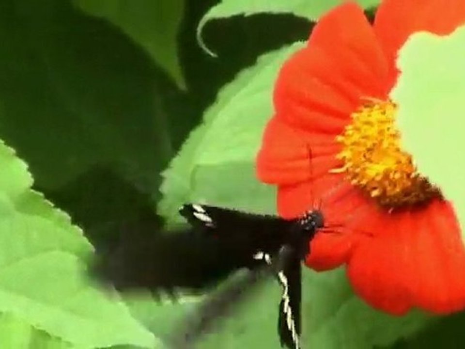 Le papillon et son nectar