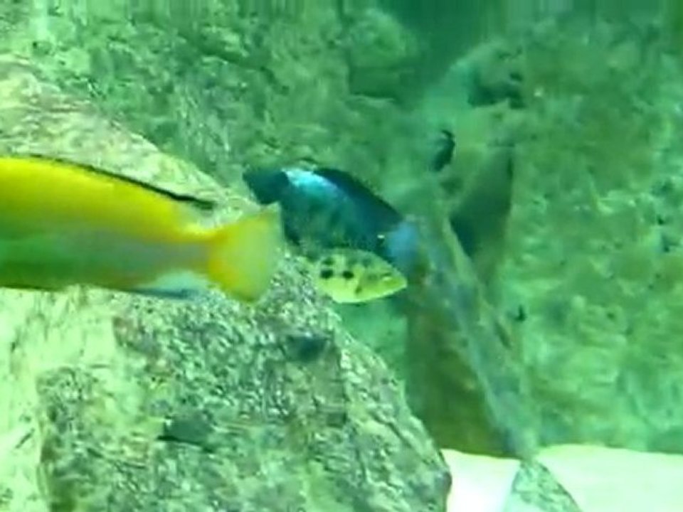 Best Malawi Aquarium - Part6