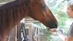 The World's Smartest Horse Identifying Letters and Shapes