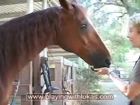 The World's Smartest Horse Identifying Letters and Shapes