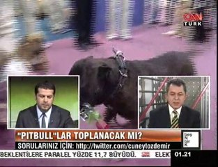 5N1K - 30 Haziran 2010 Pitbull -1