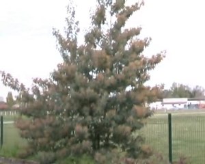 Auprès de mon arbre...