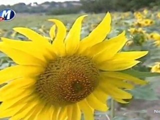 Zeytinyağlı Yiyemem