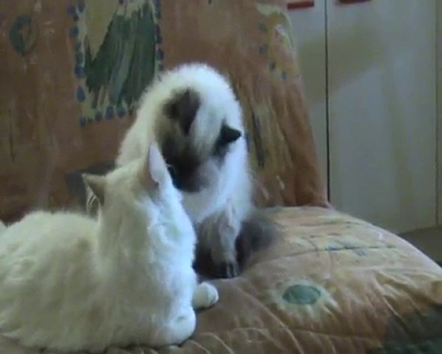 Etincelle et Ice