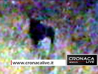 La pantera c'è davvero a Palermo, è stata fotografata