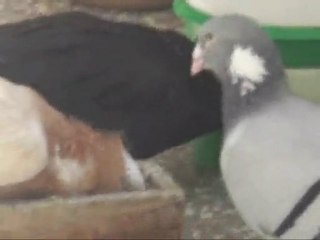 buhara yavru bakışı 2  www.guvercinrehberi.com