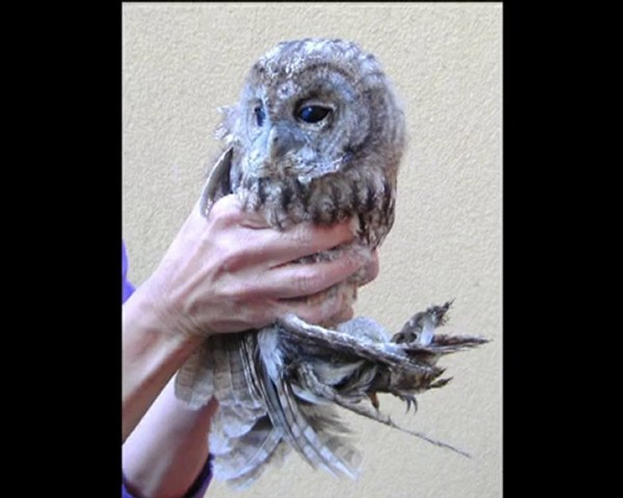 Décollage d'une chouette