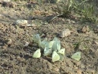 Gros plans 1.07.2010