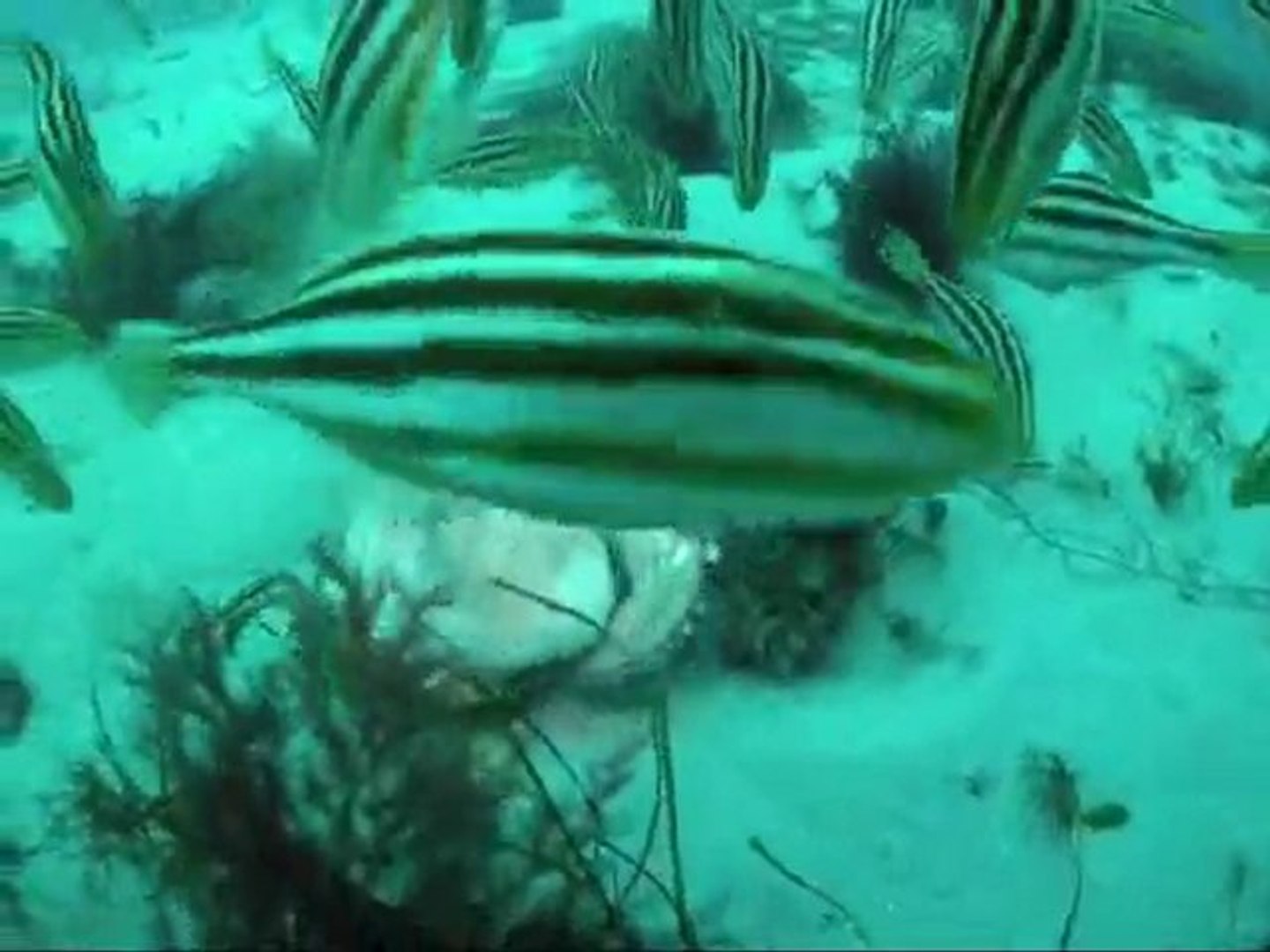 ⁣Octopus being attacked by Leatherjacket