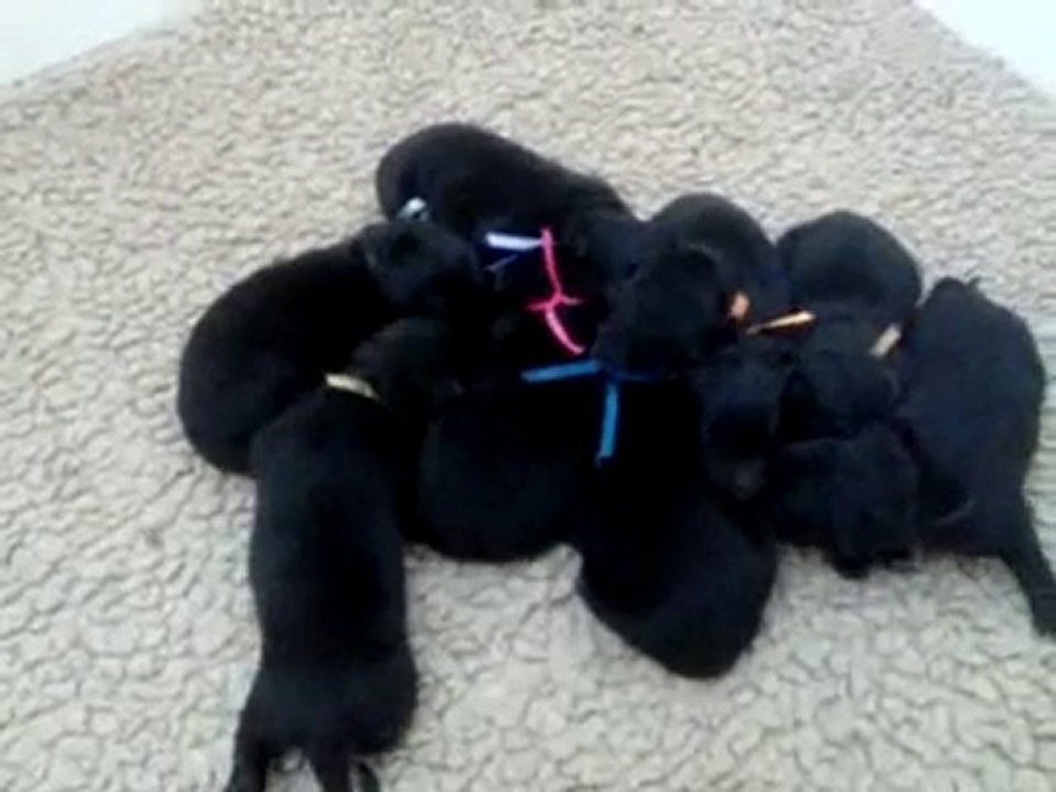 Chiots Chelsea x Furie - Jour 6 - n°1