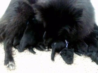 Chiots Chelsea x Furie - Jour 6 - n°2