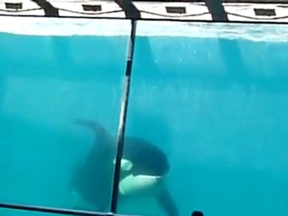 marineland 182.MTS