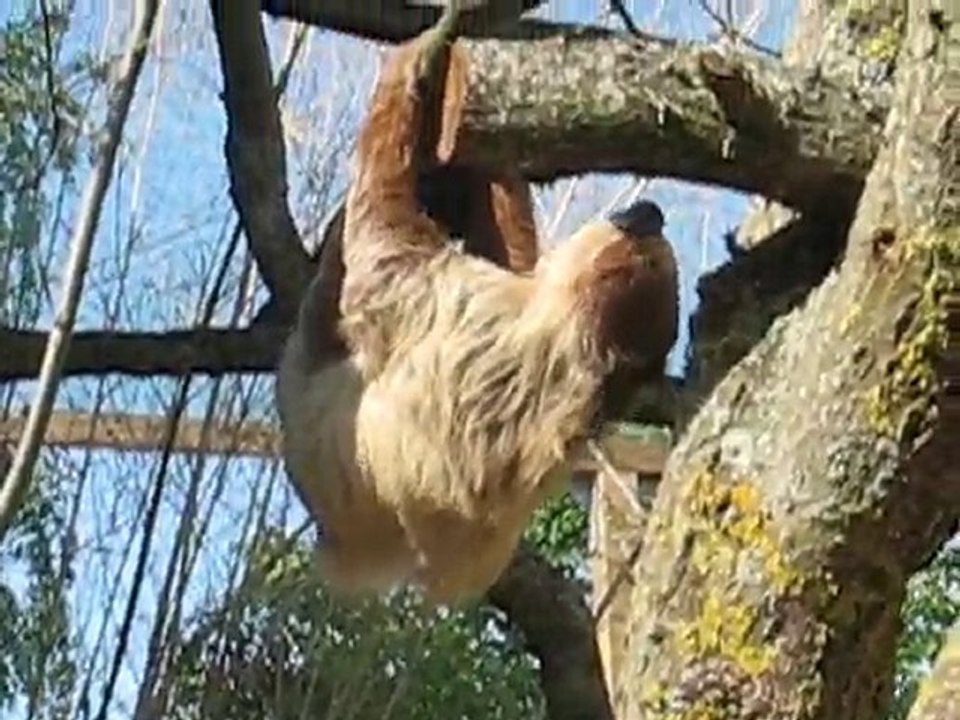Zoo la Boissière du Doré : singe paresseux