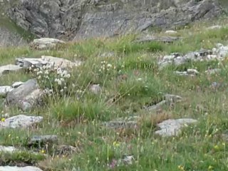 Les bouquetins à Val d'Isère