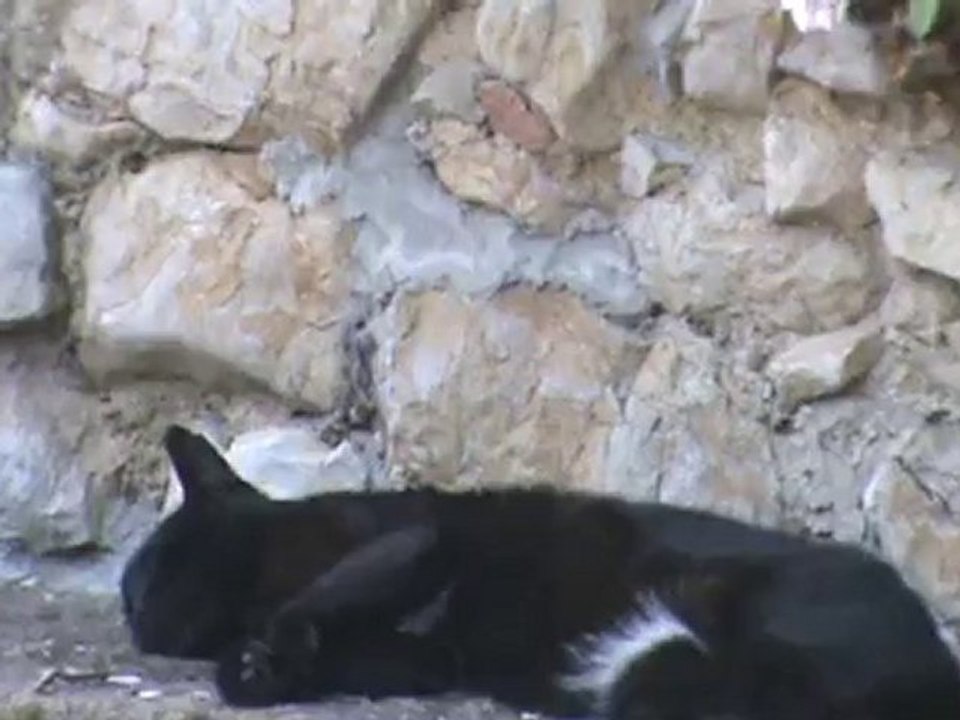 mon chat omalet