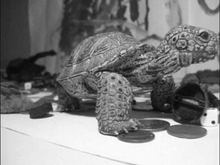 #010 Turtle Godzilla Contre King Kong