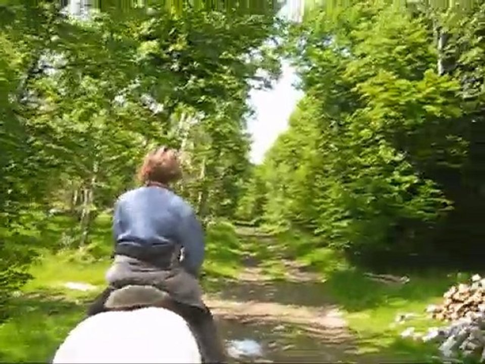 dans le bois de nielle