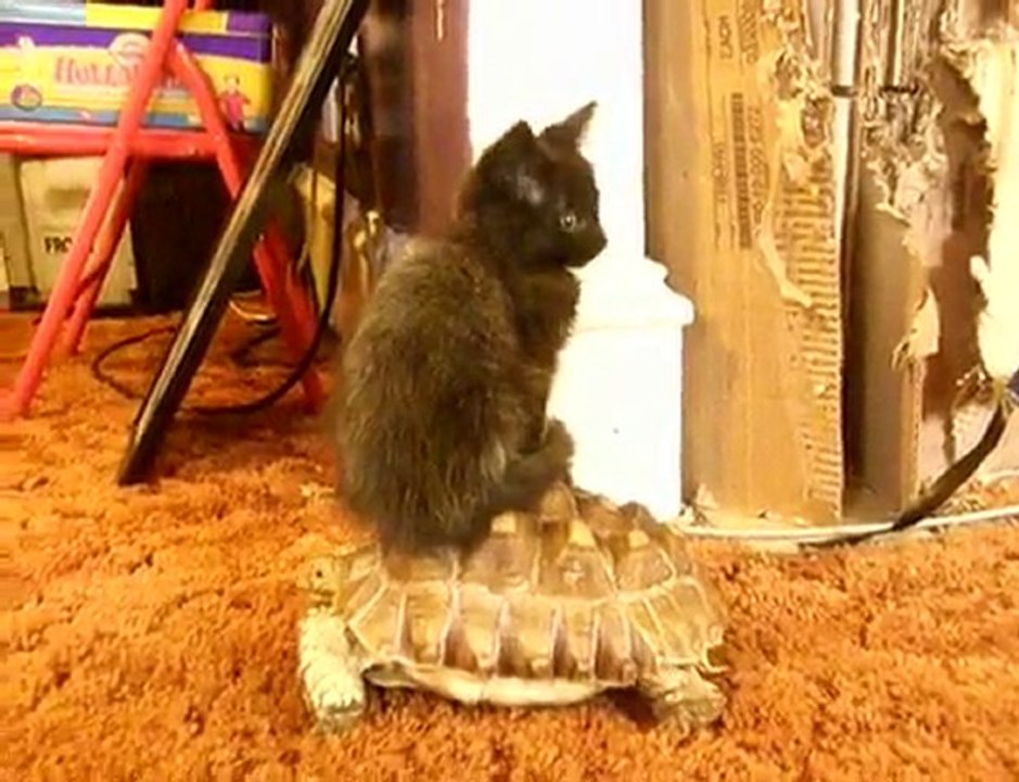 Gatito montando tortuga