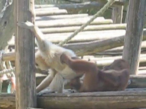 Zoo la Boissière du Doré : singes joueurs