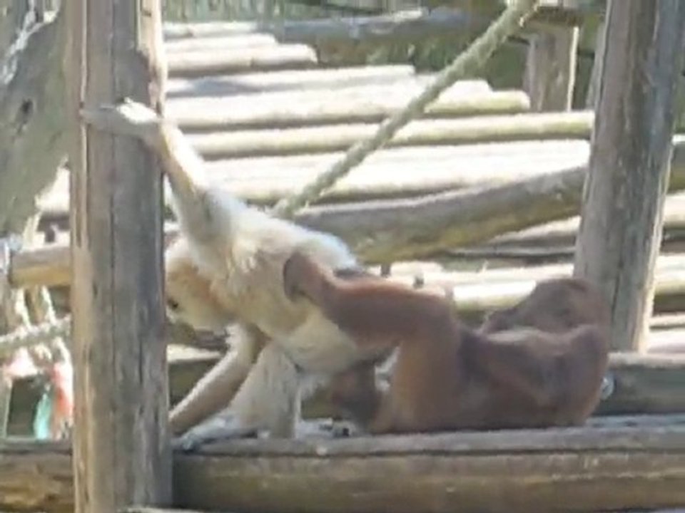 Zoo la Boissière du Doré : singes joueurs