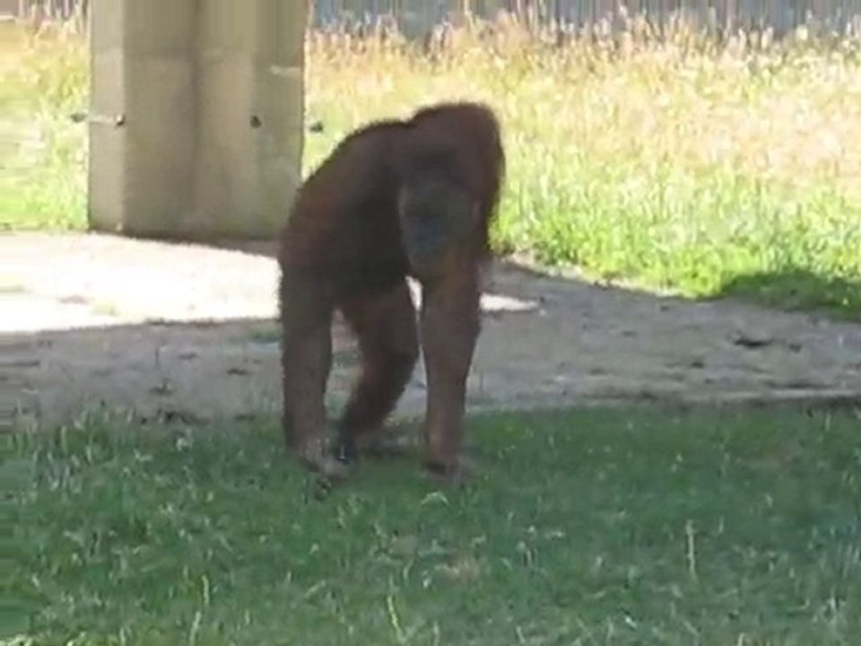 Zoo la Boissière du Doré : singe