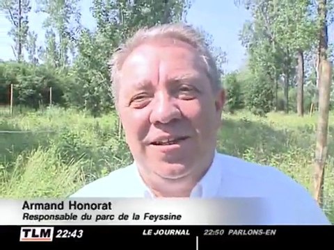 Des moutons pour tondre les espaces verts (Villeurbanne)