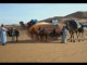 Trip Desert Morocco