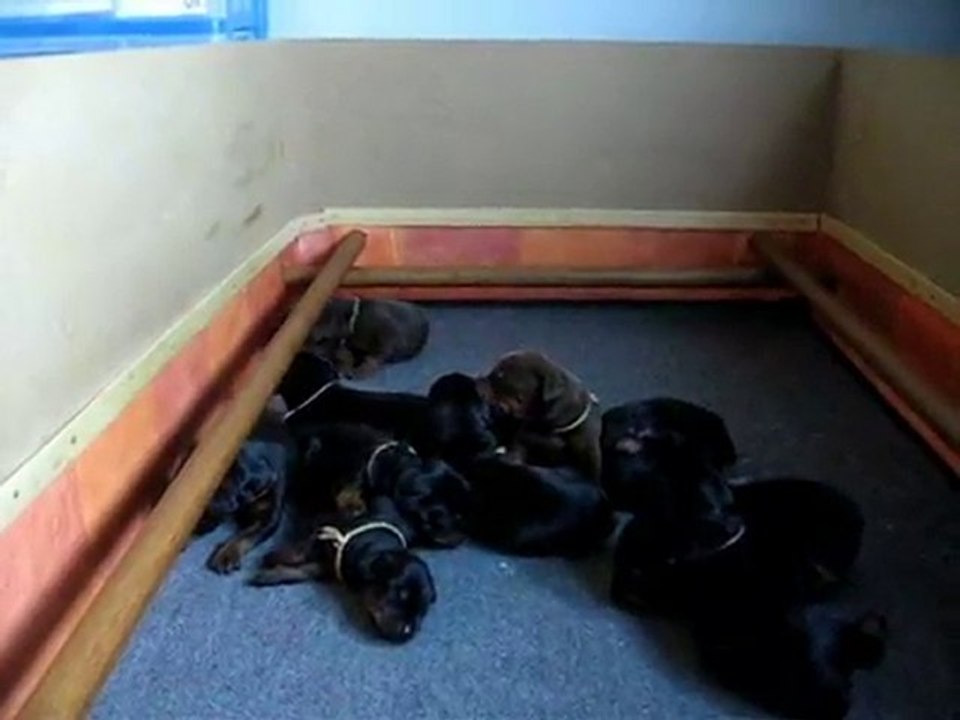 Baillements, roulades et premiers pas