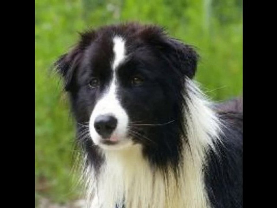 BAYARD mâle Border Collie au refuge des Amis des Bêtes