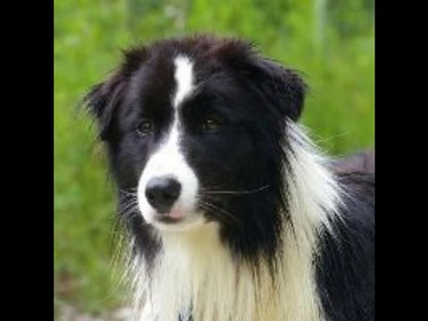 BAYARD mâle Border Collie au refuge des Amis des Bêtes